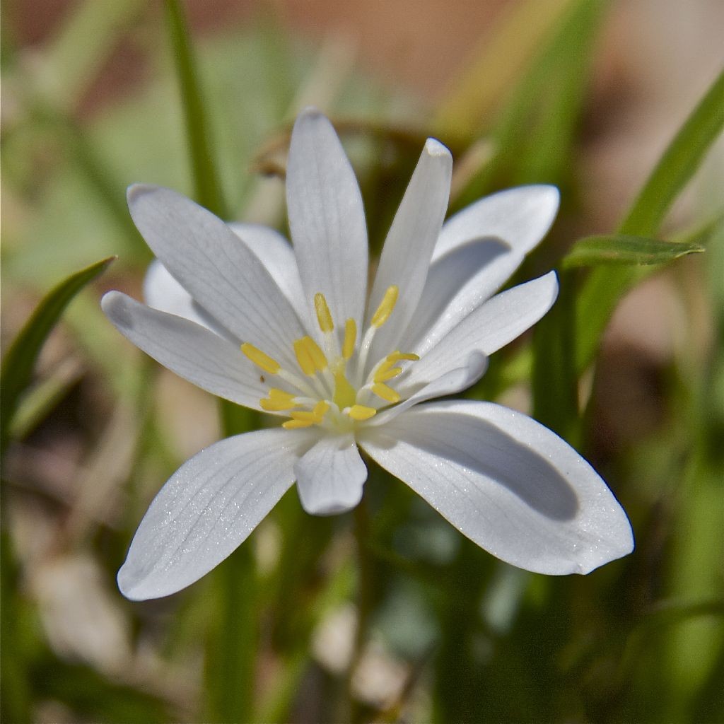 Bloodroot